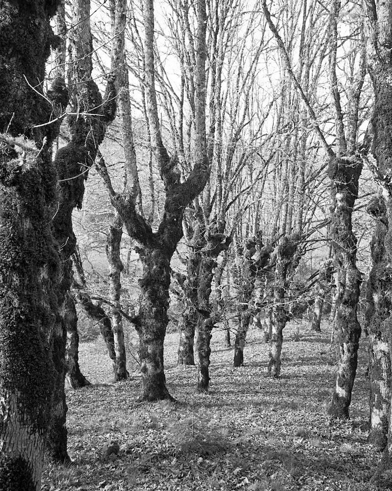 Who planted those Trees?