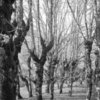 Who planted those Trees?